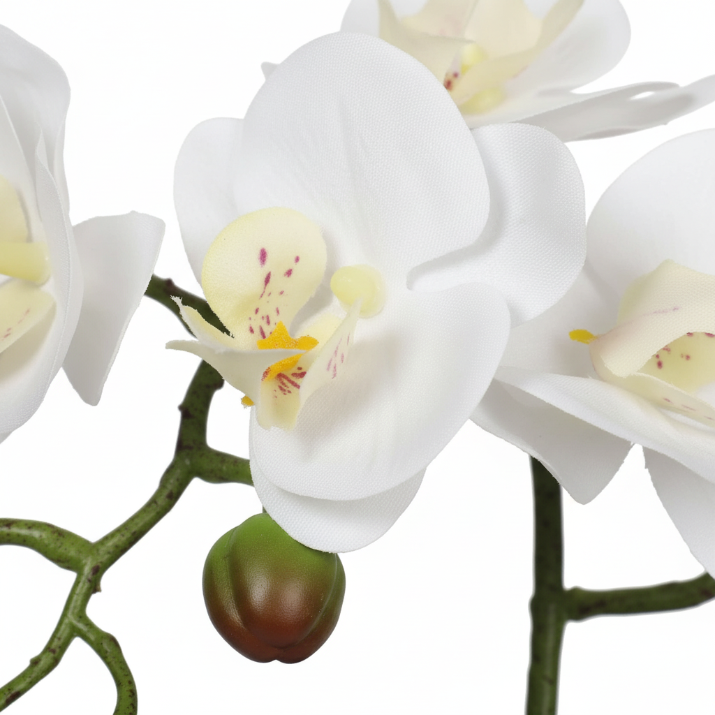 Close-up - blooms