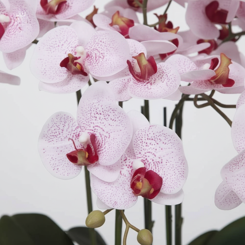 Close-up - blooms