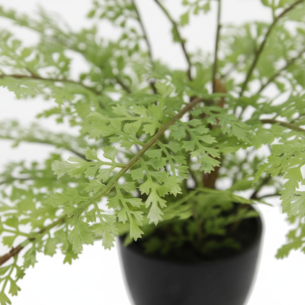 Close-up - fronds