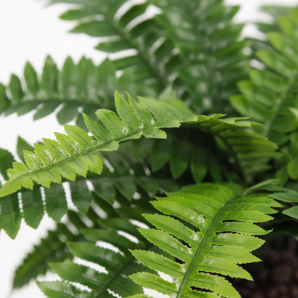 Close-up - Fronds