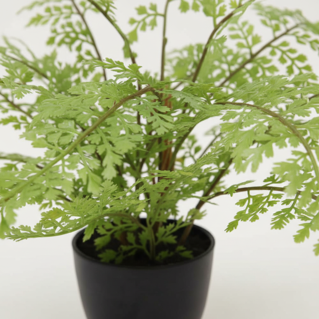 Close-up - full plant