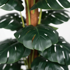 Close-up - leaf detail, no water drops