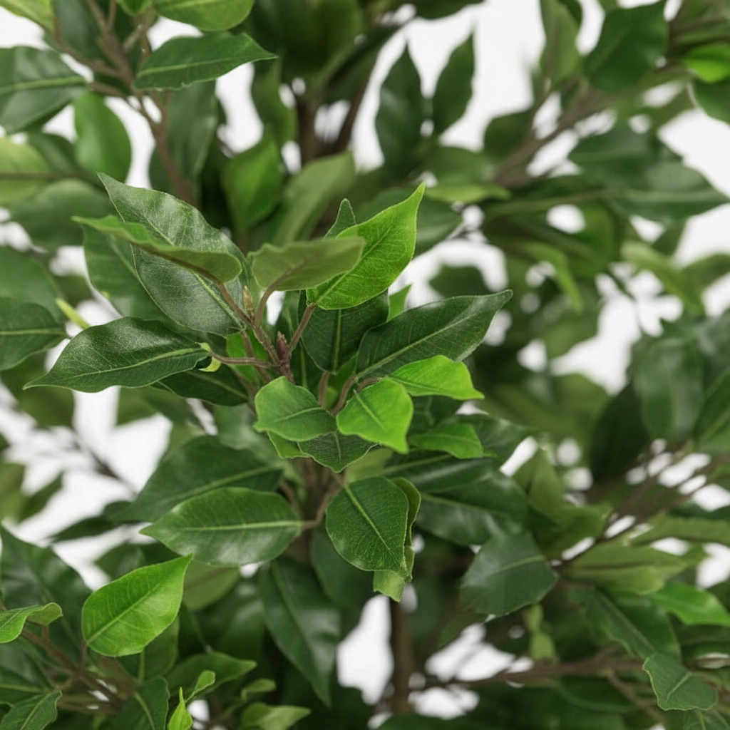 Close-up - Leaves