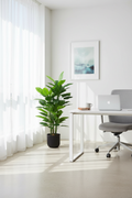 Cordyline Ti Plant - Office Lifestyle