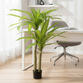 Dracaena Tree - Home Office
