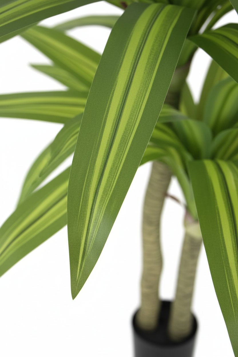 Dracaena Tree - Leaf Close-up No Water