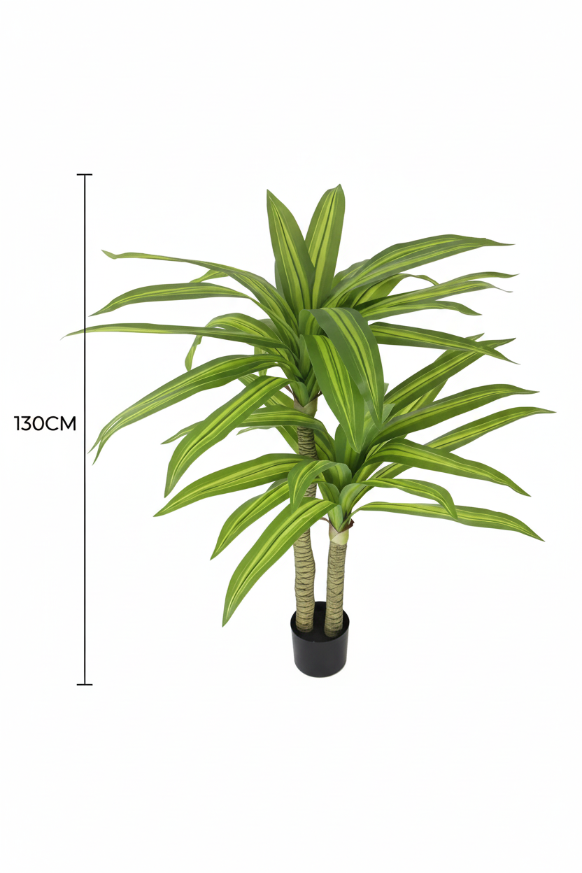 Dracaena Tree - Product Shot