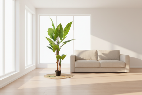 Elephant Ear Palm in Modern Australian Living Room