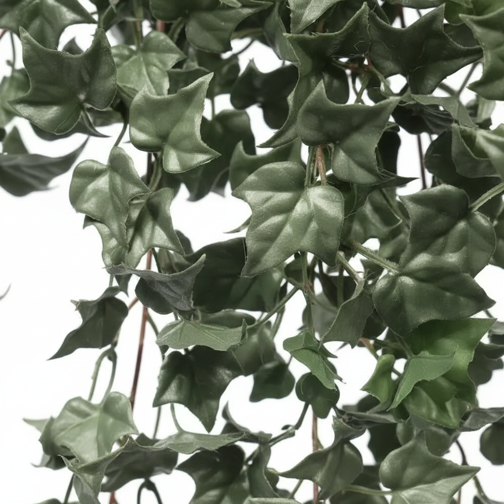 English Ivy Close-Up