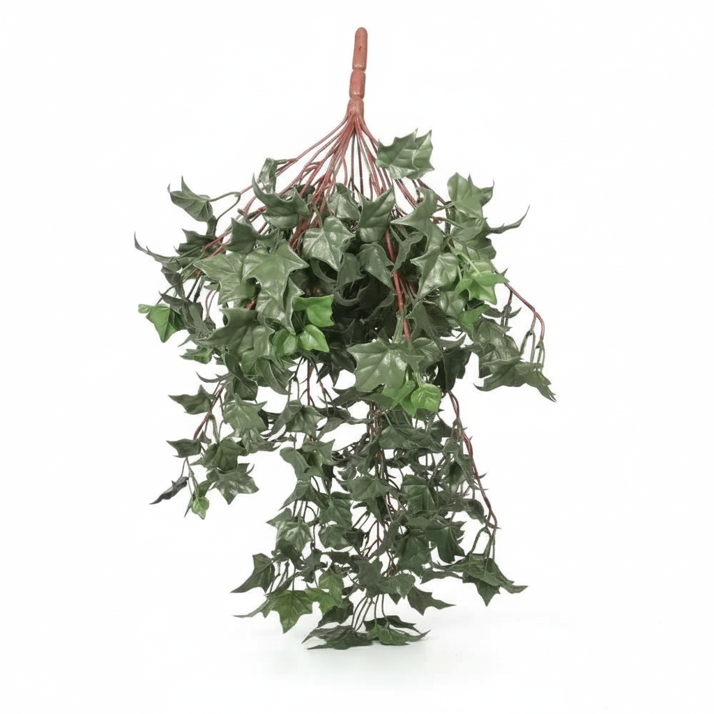 English Ivy Product Shot