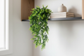 Eucalyptus Garland – Indoor Vignette