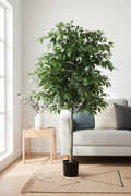 Ficus Tree Living Room Lifestyle