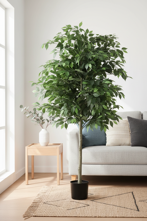 Ficus Tree Living Room Lifestyle