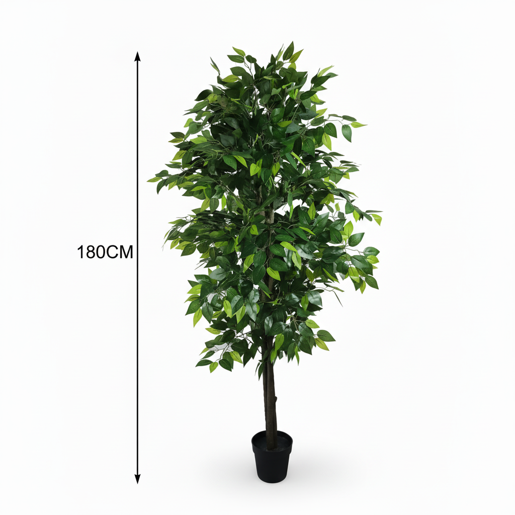 Ficus Tree - Product Shot