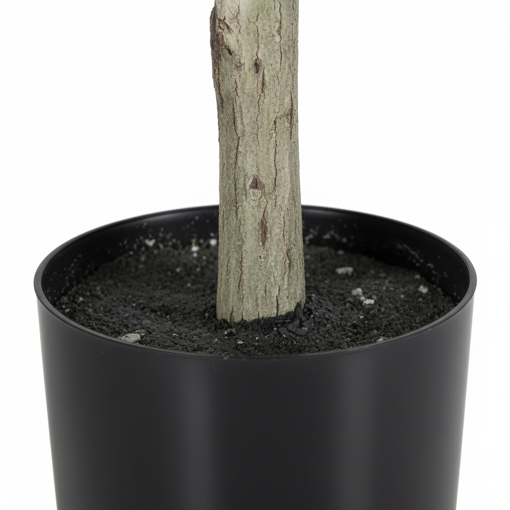 Ficus Trunk & Base Detail