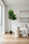 Fiddle Leaf Fig - Room Setting