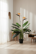 Indoor scale - living room