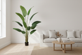 Living room – 180cm banana palm in corner