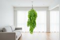 Living room – single bamboo leaf plant from ceiling hook
