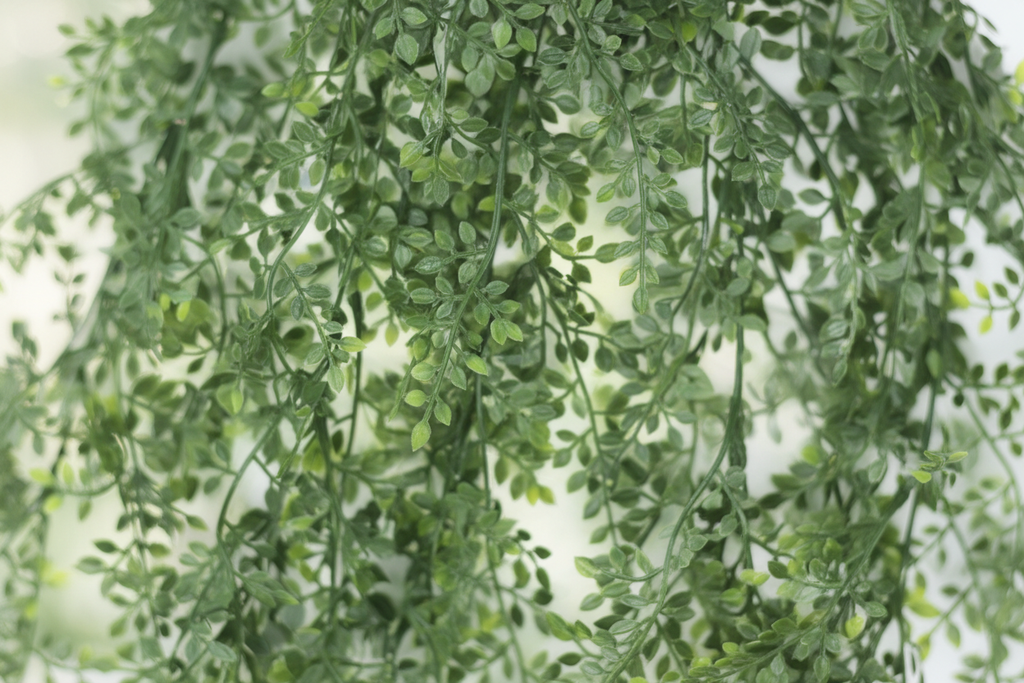 Macro foliage detail