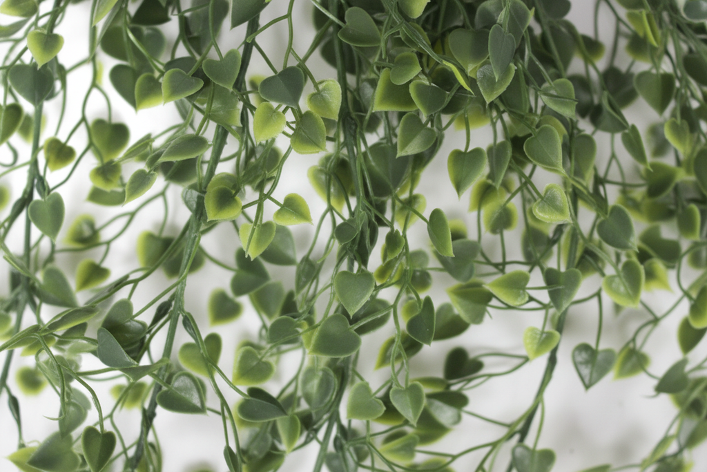 Macro foliage detail