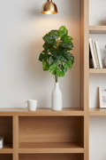 Monstera Adansonii – Bookshelf