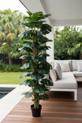 Monstera – Alfresco