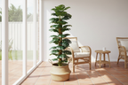 Monstera – Sunroom