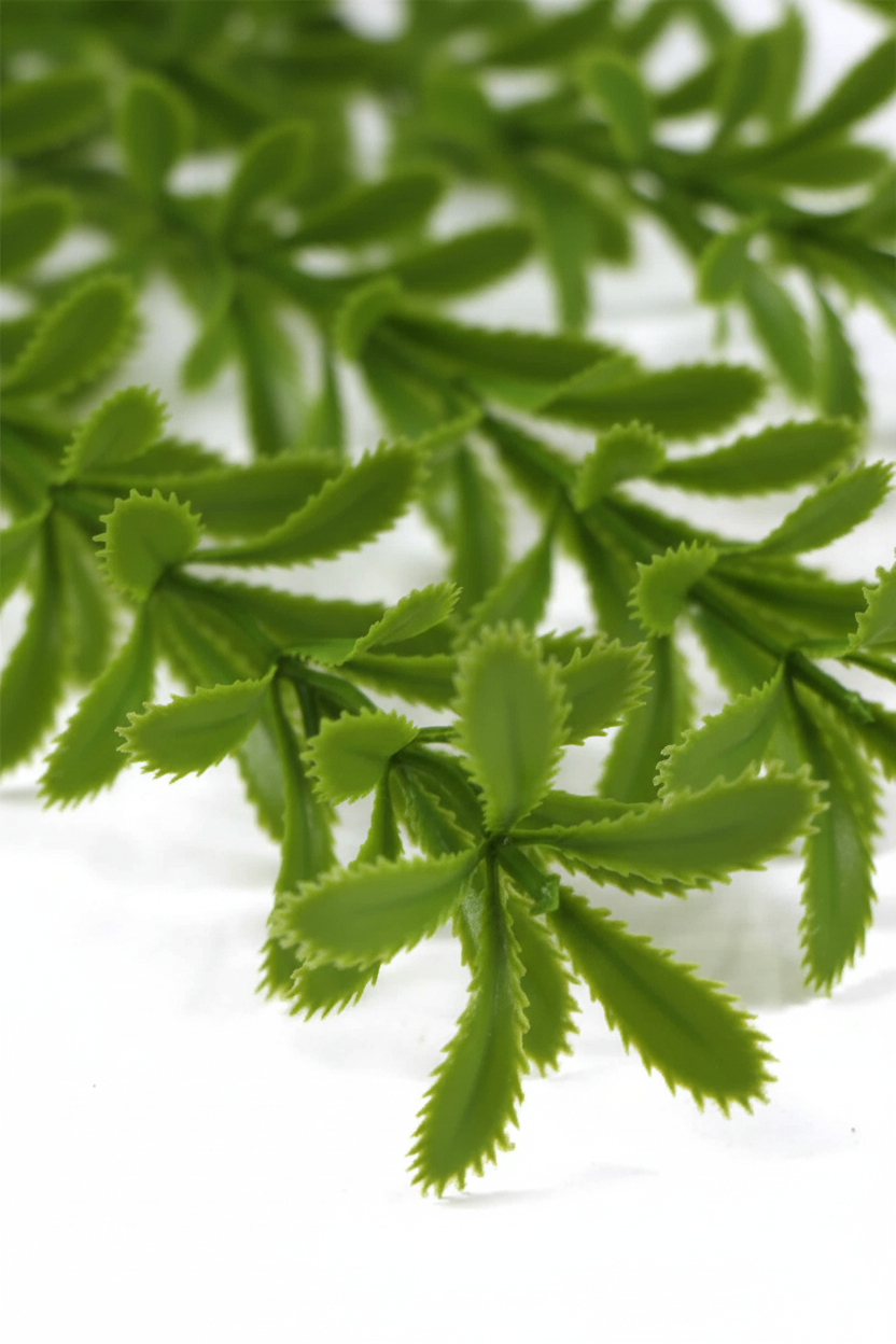Myrtle Vine - Leaf Close-up