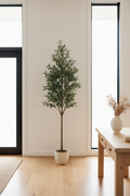 Olive Tree - Entryway