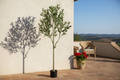 Olive Tree – Tuscan Patio