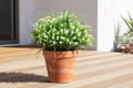 Patio – cluster of daisy grass stems in terracotta pot