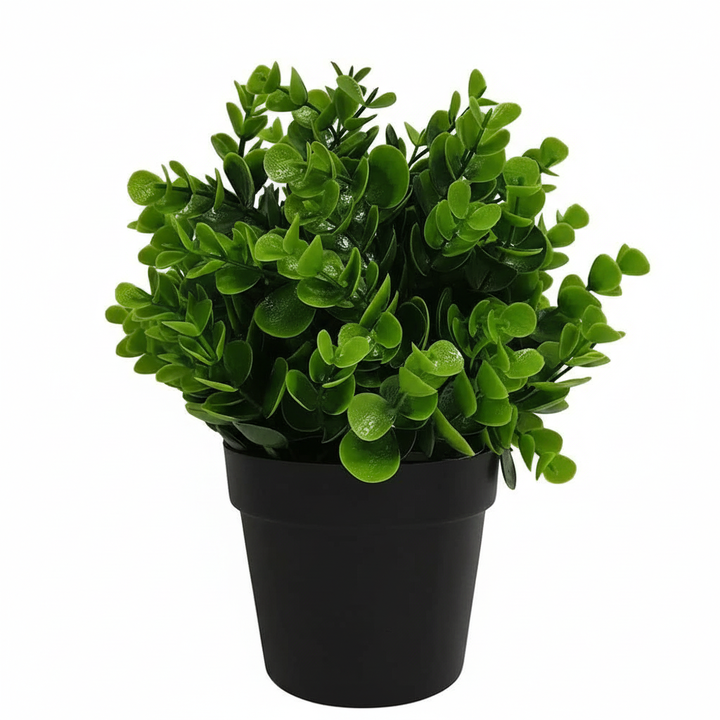 Peperomia Plant Product Shot