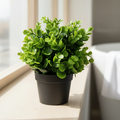 Peperomia Plant Windowsill Portrait