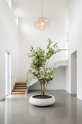 Pink Magnolia – Foyer v3