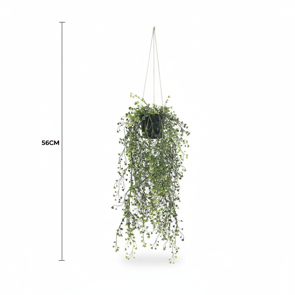 Potted Hanging Pearls Product Shot