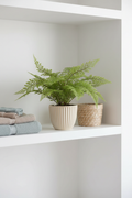Small Fern – Laundry