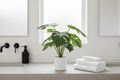 Split Philodendron – Bathroom