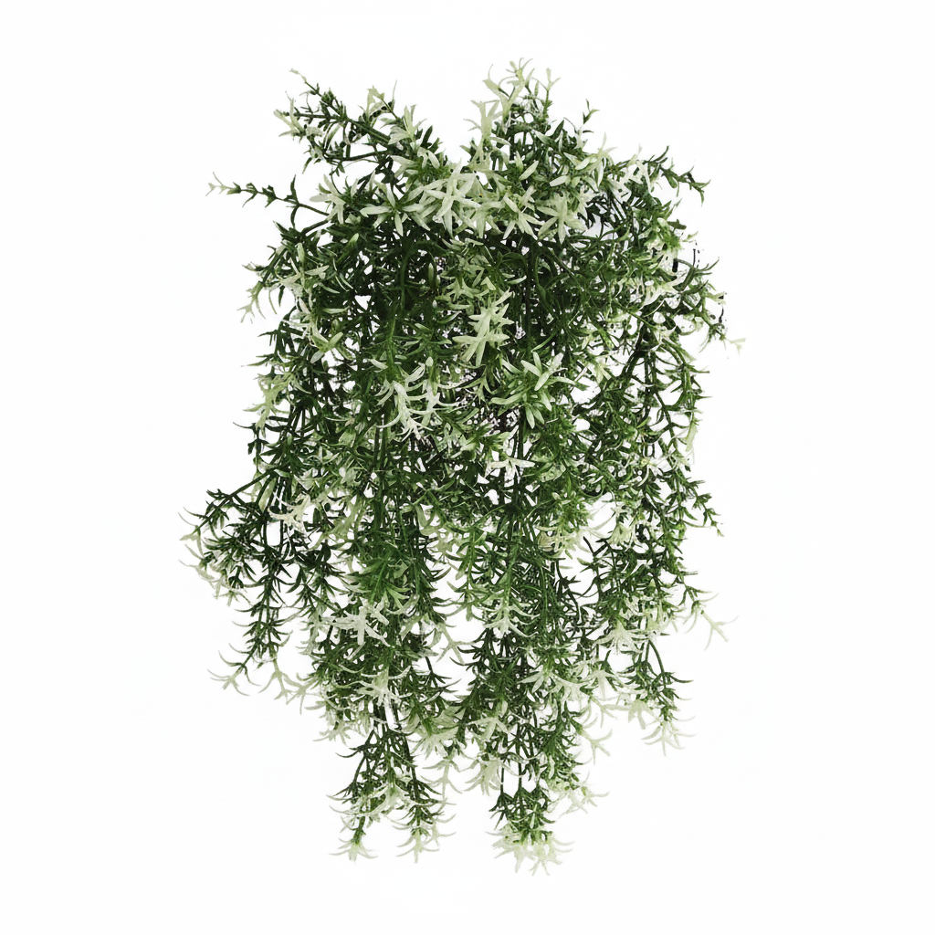 Star Jasmine Vine Product Shot