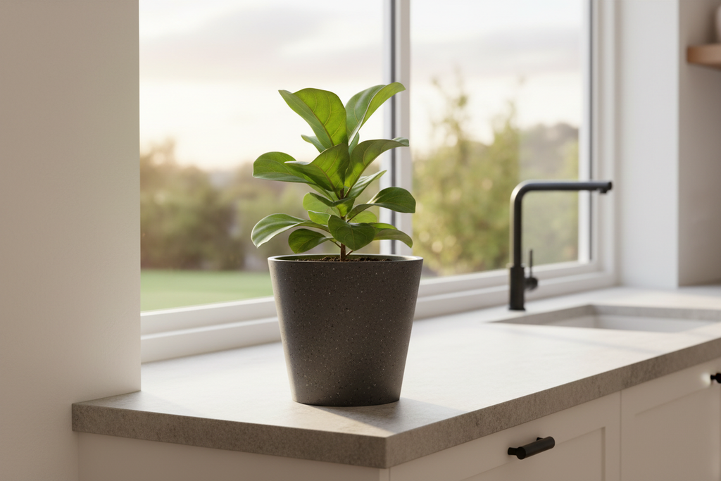 Stone Pot – Kitchen Windowsill