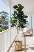 Fiddle Fig and Pothos Bundle