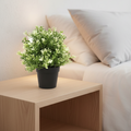 White Jade Plant Bedside Portrait