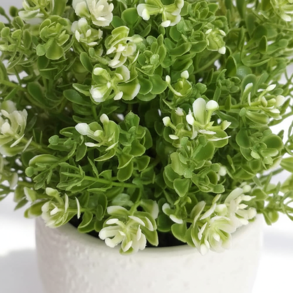 White Jade Plant Close-Up