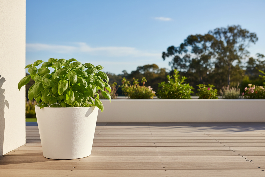 White Rendered Pot – Balcony Full Sun