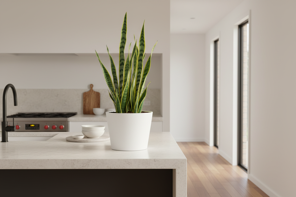 White Rendered Pot – Kitchen