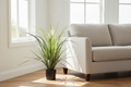 Yucca Grass 75cm in Modern Australian Living Room