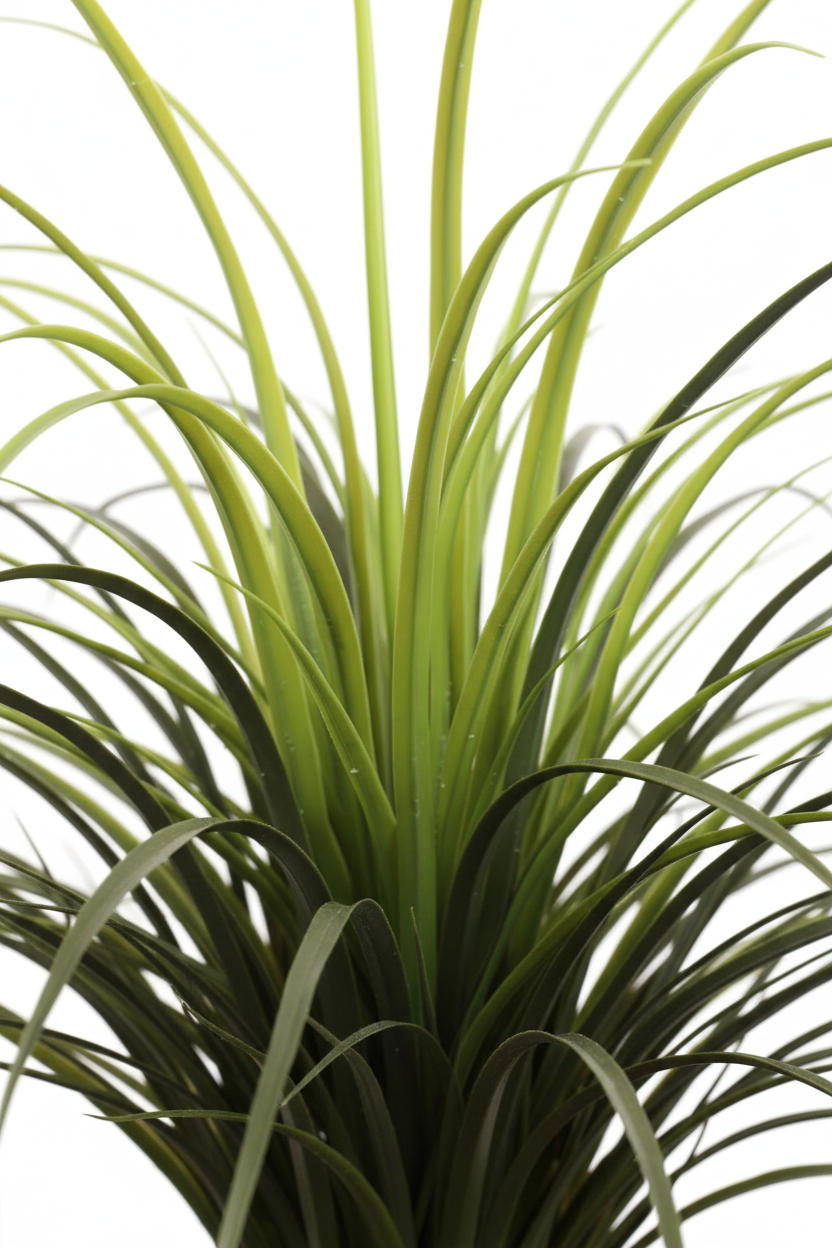 Yucca Grass - Foliage Close-up